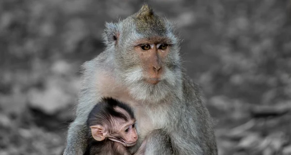 Birlikte. Bali, Endonezya Uluwatu