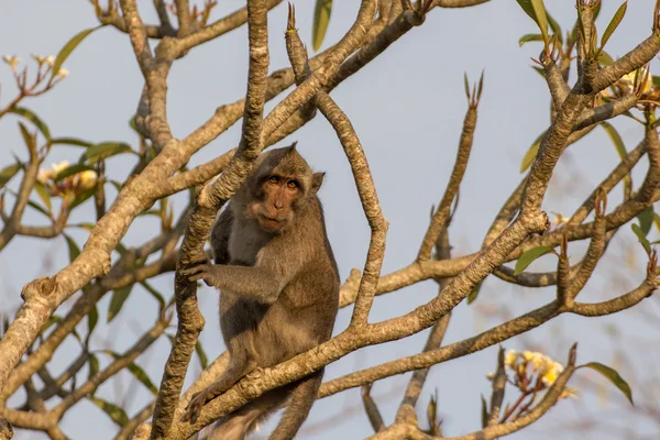 Maymun ağaç. Bali, Endonezya Uluwatu