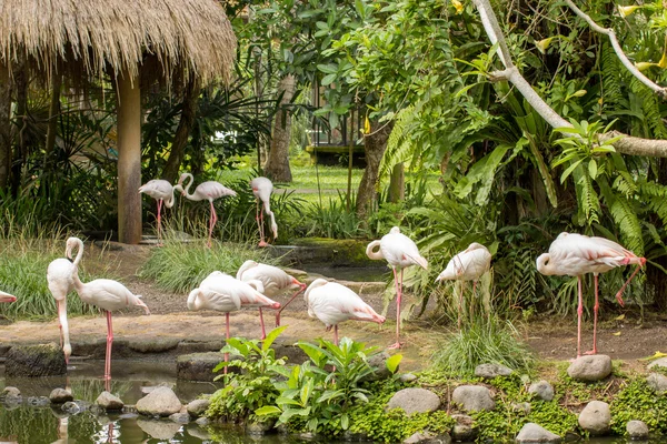 Flamingo. Bali Kuta, Endonezya, kuş Parkı