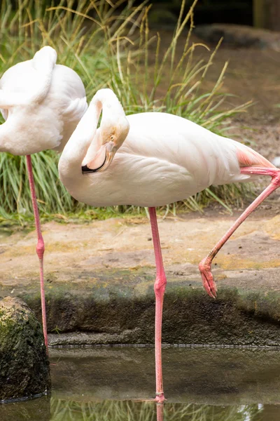 Flamingo. Bali Kuta, Endonezya, kuş Parkı