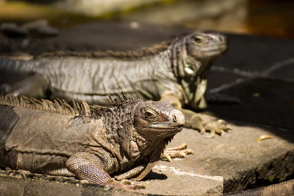 İguana. Bali Kuta, Endonezya