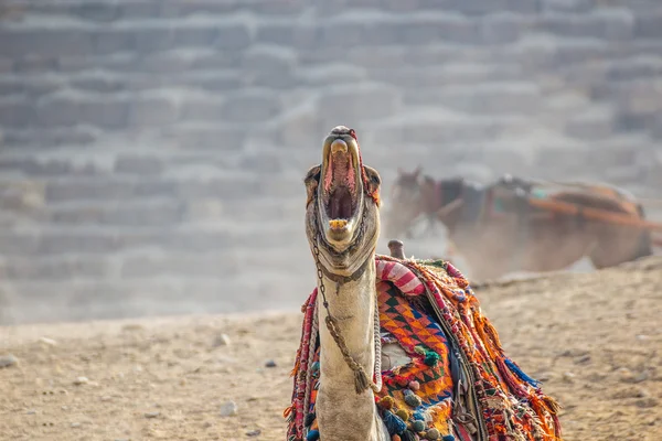 Um camelo. Egito, Gizé — Fotografia de Stock
