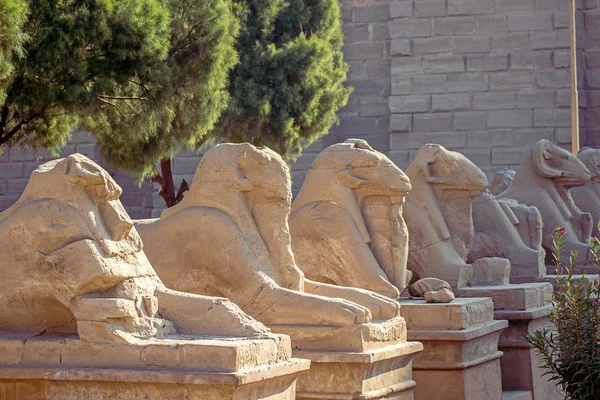 Сфинкс. Храм Карнака, Египет, Луксор, Фивы — стоковое фото