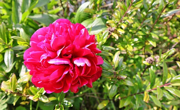 Schöne Rote Pfingstrose Chinesische Sorte Red Magic Heimischen Garten — Stockfoto