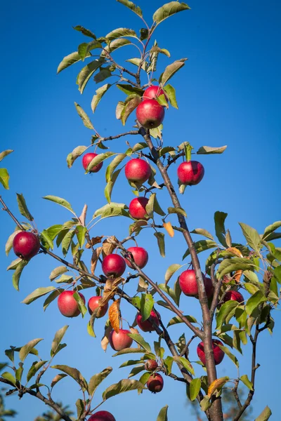 Reife Äpfel auf dem Baum Stockfoto