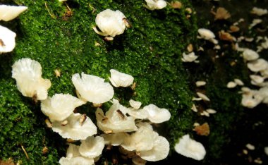 Brezilya ormanında küçük ve lezzetli yabani mantarlar.