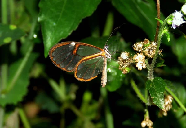 Редкая Бабочка Прозрачными Крыльями — стоковое фото