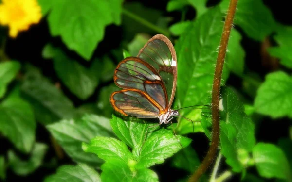 Seltener Schmetterling Mit Transparenten Flügeln — Stockfoto