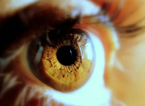 Macro Lindo Mel Colorido Olhos — Fotografia de Stock