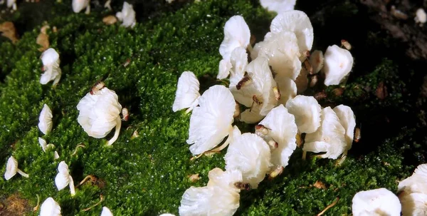 Small Tasty Wild Mushrooms Brazilian Forest — Stock Photo, Image