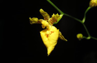 Siyah arkaplanı olan hassas sarı orkideye yakın çekim