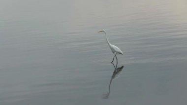 Yalnız balıkçıl denizin sakin sularında yiyecek arıyor.