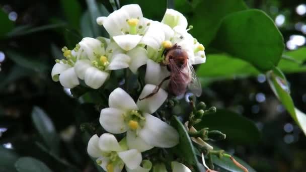 蜜を摘んで小さな白い花を緑色の葉で受粉させる蜂 — ストック動画