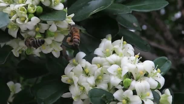 Abeille Cueillant Nectar Pollinisant Petites Fleurs Blanches Avec Des Feuilles — Video