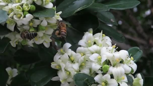 Včelí sběr nektaru a opylování malých bílých květů se zelenými listy 