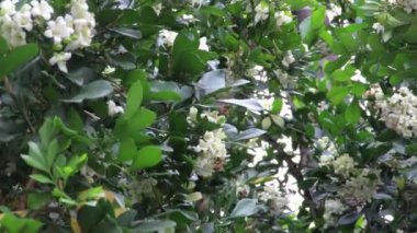 Arılar nektar topluyor ve yeşil yapraklı küçük beyaz çiçekleri tozluyorlar. 