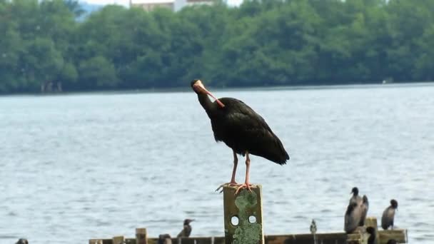 Tapicuru Phimosus Infuscatus Spočívá Kmeni Mangrovníku Dobrém Jídle Dlouhým Zakřiveným — Stock video