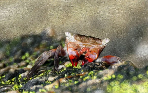 Simulation of oil painting with real photography of a red crab