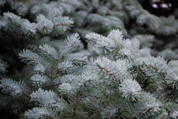 Pino Verde Nel Ghiaccio — Foto Stock