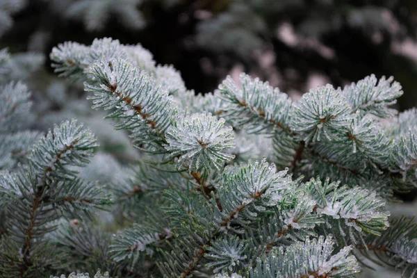 Green Pine Ice — Stock Photo, Image