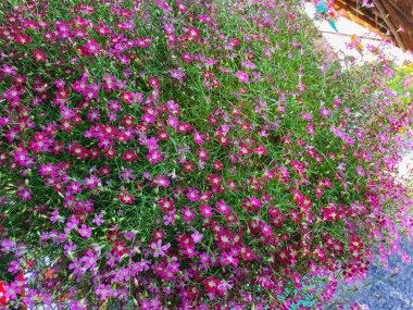 Girişin önünde asılı küçük bir çiçek çalısı var.