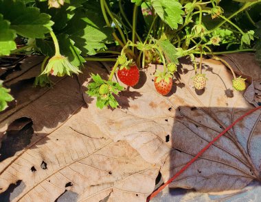 Her neslin yanında çilek yetişiyor.