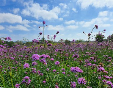 Parlak ve mavi gökyüzü manzaralı klasik güzel çiçek tarlası.