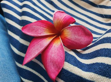 Pembe Plumeria çiçeğinin mavi ve beyaz çizgili kumaş arkaplanını kapat 