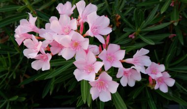 Bu cennetler koyu yeşil yapraklarla doludur.