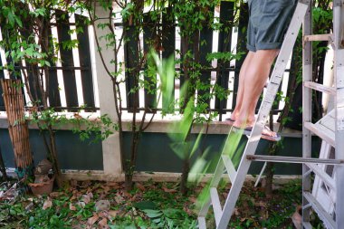 Asyalı bir adam salgın sırasında bitkileriyle ilgilenmeyi öğreniyor.