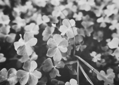 Ufacık otlar ve çimenler resmi siyah ve beyaza boyadı.