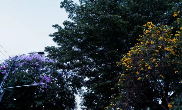 Szenische Ansicht Von Drei Massiven Heimischen Bäumen Mit Unterschiedlichen Blütenfarben — Stockfoto