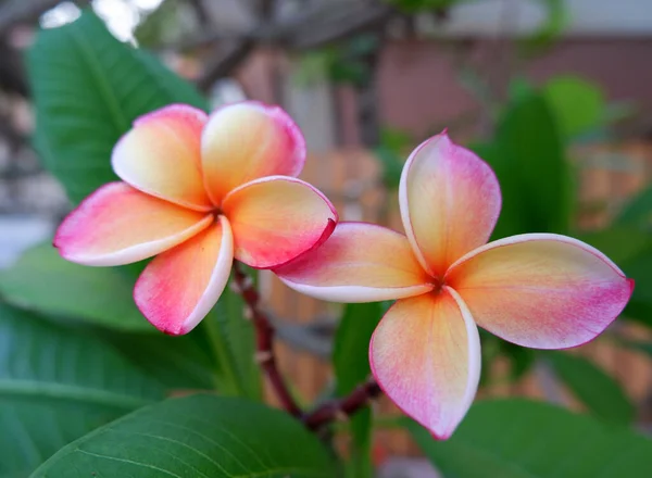 Fleurs Plumeria Colorées Fleurissant Été — Photo