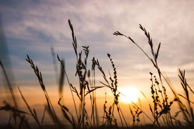 San Gimignano / İtalya - Ağustos 2019: Buğday başakları arasında gün doğumu