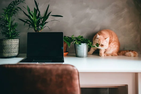 Kedi ev hanımı çalışma yerinde, beyaz masa ve yeşil bitkiler üzerinde yürüyor