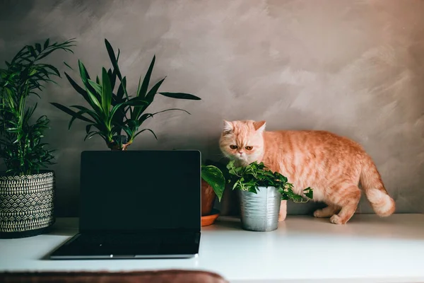 Kedi ev hanımı çalışma yerinde, beyaz masa ve yeşil bitkiler üzerinde yürüyor