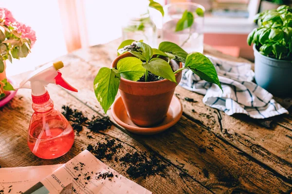 Yeşil Patatesler (Epipremnum aureum) kırsal ahşap masa üzerinde çeşitli ev yapımı eşyalar ve saksı toprağı, doğal ışık