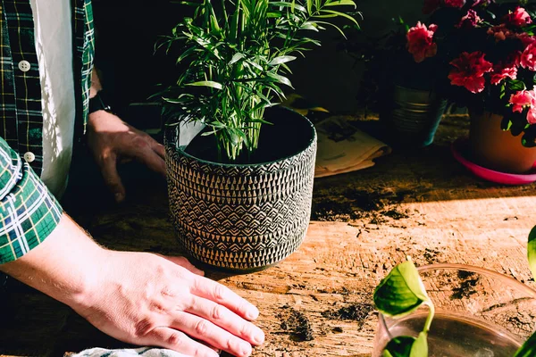 男子与Kenzia Kentia 小花密切合作 种植在乡村木桌上 配有各种配件 植物和切花 家庭园艺 自然光 — 图库照片