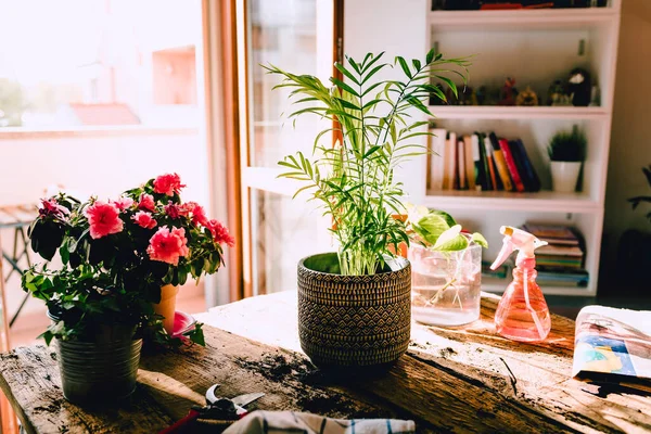 Kleine Kenzia Kentia Plant Rustieke Houten Tafel Met Diverse Accessoires — Stockfoto