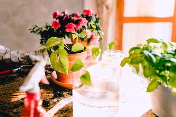 Groene Potos Epipremnum Aureum Plant Rustieke Houten Tafel Met Diverse — Stockfoto