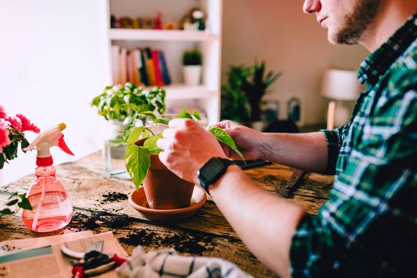 Mladý Muž Při Péči Rostliny Brambor Epipremnum Aureum Venkovském Dřevěném — Stock fotografie