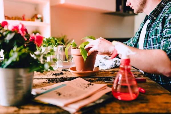 Jonge Man Tijdens Het Verzorgen Van Potos Plant Epipremnum Aureum — Stockfoto