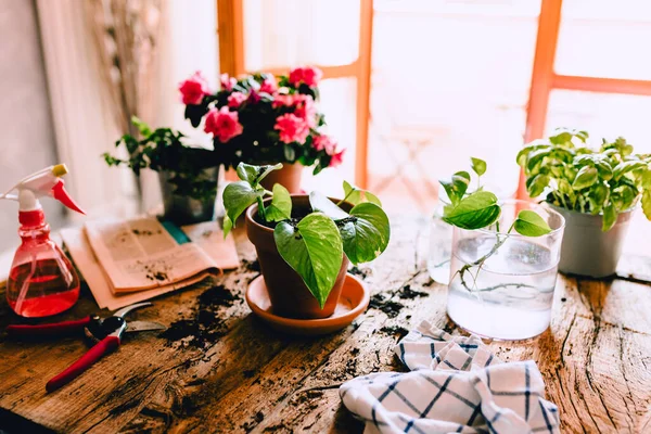 Groene Potos Epipremnum Aureum Plant Rustieke Houten Huis Tuinieren Station — Stockfoto