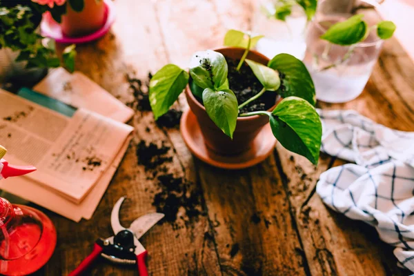 Vrchní Pohled Ploché Položit Zelené Brambory Epipremnum Aureum Rostlina Venkovském — Stock fotografie