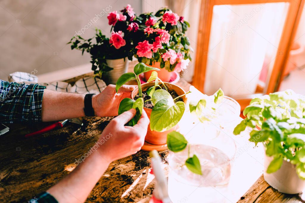 Young man while caring for Potos plant (Epipremnum aureum) on rustic wooden table with various accessories, plants and cuttings, home gardening, natural light