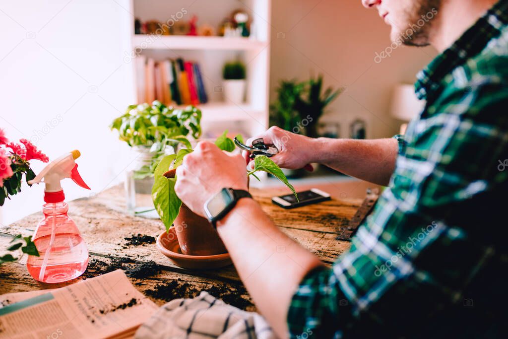 Young man while caring for Potos plant (Epipremnum aureum) on rustic wooden table with various accessories, plants and cuttings, home gardening, natural light