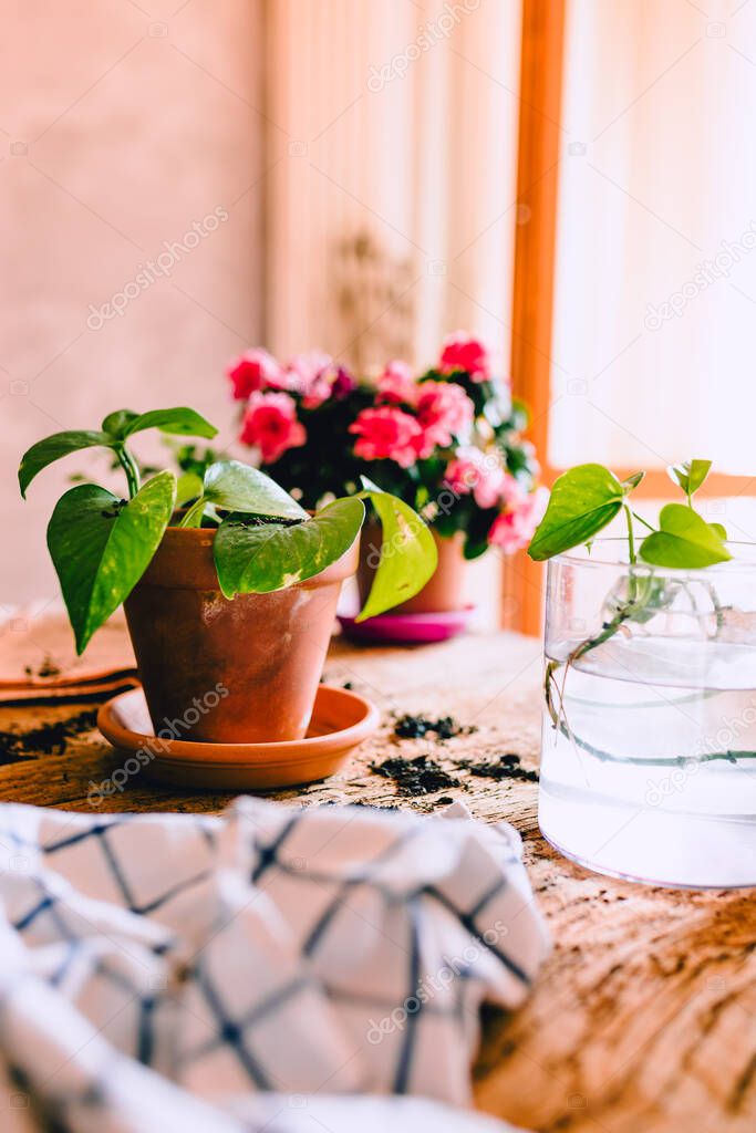 Green Potos (Epipremnum aureum) plant on rustic wooden house gardening station with various accessories, plants and cuttings, natural light