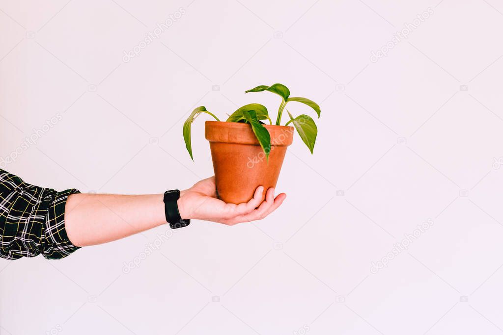 Man's hand holding Potos plant (Epipremnum aureum) in terracotta pot on white background, copy space