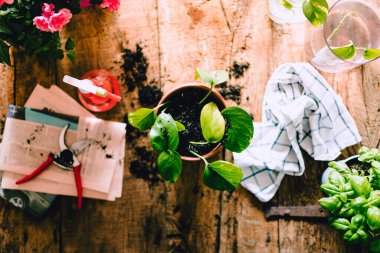 Üst görünüm (düz görünüm) Yeşil Patates (Epipremnum aureum) bitki kırsal ahşap masa üzerinde çeşitli ev işleri ve saksı toprağı, doğal ışık