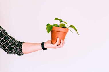 Beyaz arkaplanda terakotta tenceresinde Patates Bitkisi (Epipremnum aureum) tutan adamın eli, boşluğu kopyala